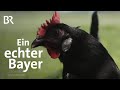 Augsburger Huhn: Ein echter Bayer | Zwischen Spessart und Karwendel | BR