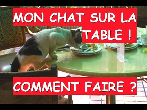 Vidéo: Comment Sevrer Un Chat De L'habitude De Grimper Sur La Table