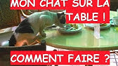 Le Quart D Heure De Folie De Votre Chat Qui Court Partout Youtube