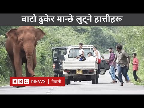 Sri Lanka elephants: श्रीलङ्कामा जङ्गली हात्ती बाटो ढुकेर मान्छेको खानेकुरा लुट्छन्- BBC Nepali Sewa