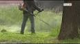 Видео по запросу "триммер для травы тирасполь"