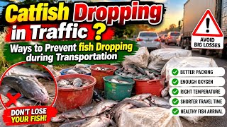 Catfish Dropping in Traffic,  ways to Prevent Fish Dropping during Transportation #catfishfarming