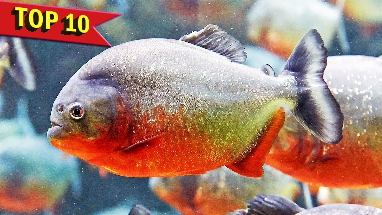 Top 10 Aggressive Aquarium Fish - YouTube