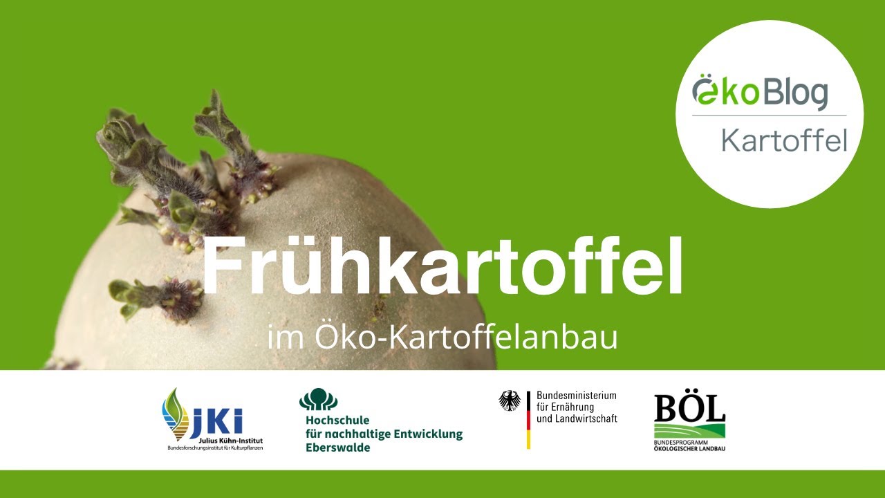 Frühkartoffel-Erzeugung: Pflanzen und Vorkeimen