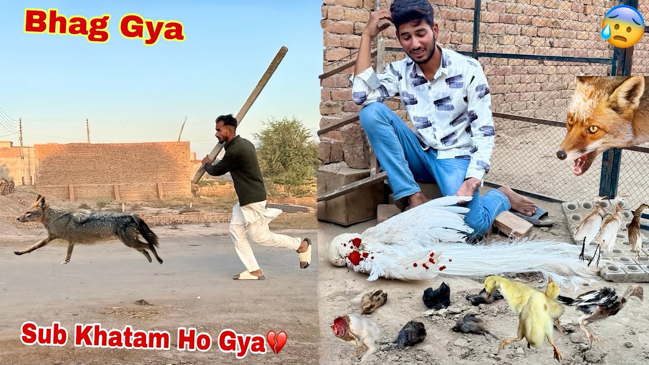 Jungle Janwar Sub Pets Mar Kr Bhag Gya💔