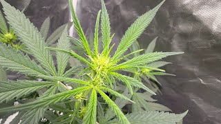 Cannabis Grow Update 🌱 | Flowering Progress | Panda Growchemy 🐼
