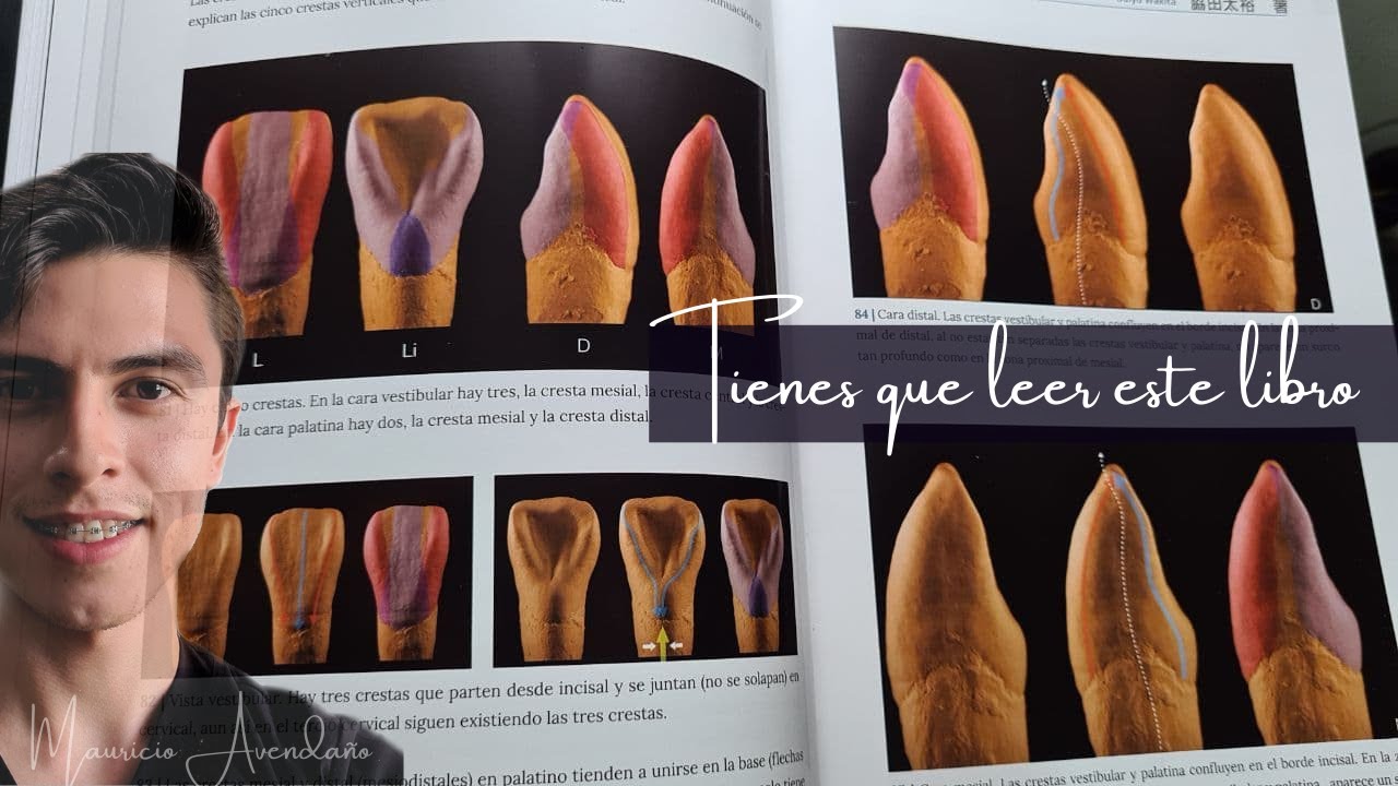 Si quieres aprender de morfologia dental te recomiendo este libro💥 Daiyu Wakita