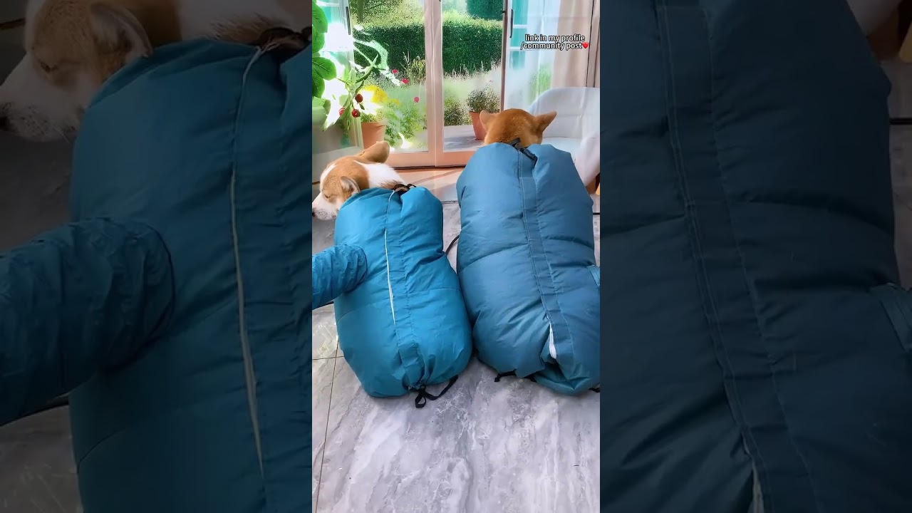 This pet drying bag is a game-changer! 🐶✨Perfect for your adorable furballs.