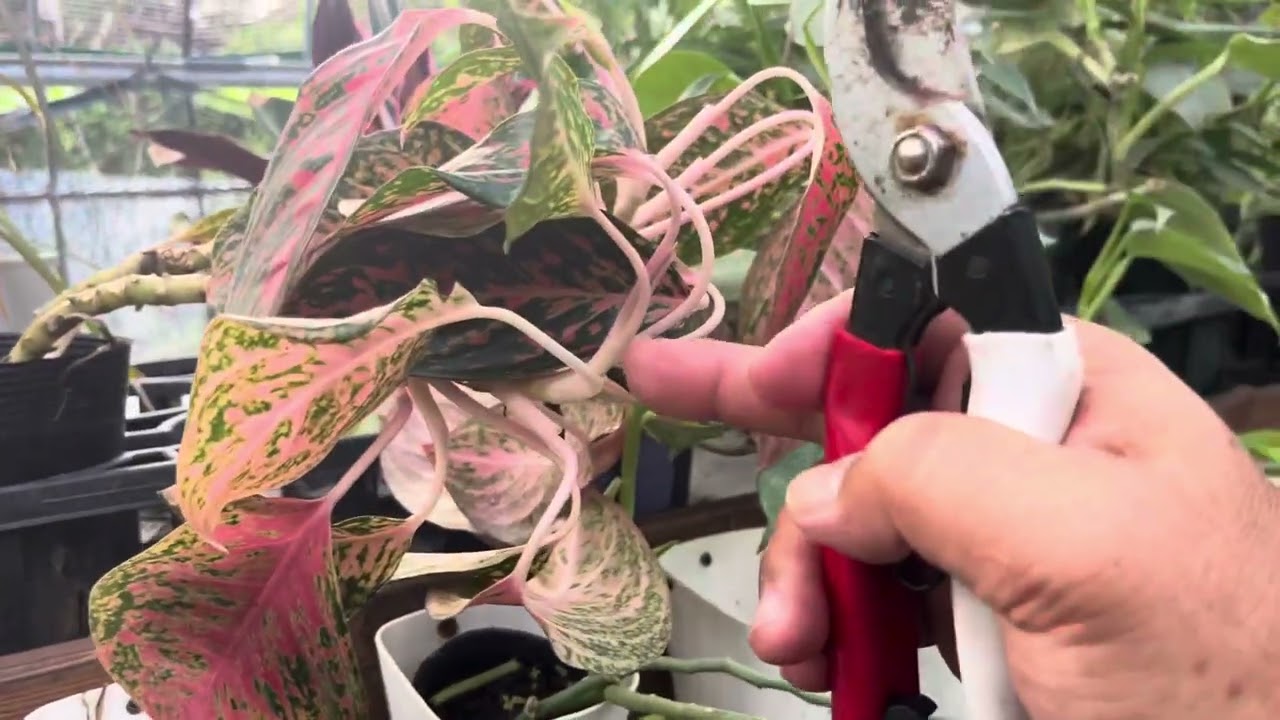 フィロデンドロンの変わった仕立て直し&植え替え！