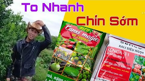 Xanh Cây. Khỏe Rễ To Trái Chăm Sóc Cây Quất Cảnh Thời Kỳ Cuối.Vietnamese gardener