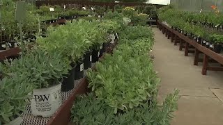 Culver's Greenhouse: Tips and Tricks on caring for perennials