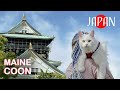 Maine coon cat explores Japan – Osaka castle