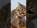 Pet Rescue Transformation Story