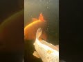 Koi vor der Fütterung