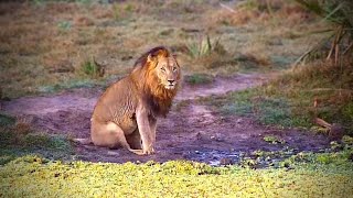 Tembe Male Lion Roaring Loudly