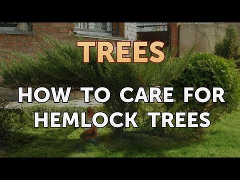 Video: Cắt tỉa Hemlock: Mẹo Cắt tỉa Cây Hemlock