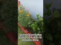 Garden mein khile Genda aur Gudhal ke phool 😍 #gardening #shortvideo