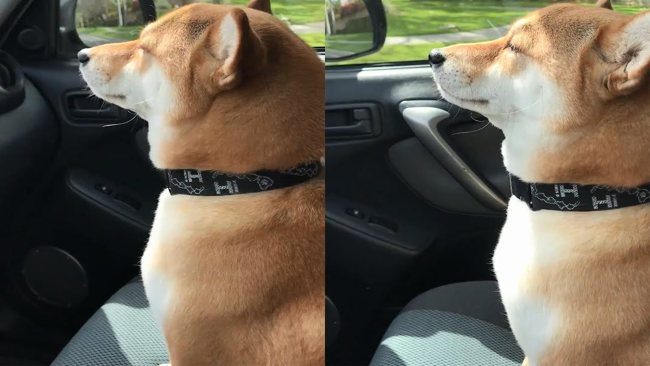 Chilled Out Dog Vibing To Music In Car - Youtube