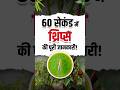 थ्रिप्स का पक्का 100% इलाज &ndash; मिर्च की फसल को बचाने के लिए आजमाएं!