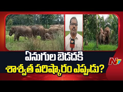 Elephants Destroying Crops in Srikakulam & Manyam Dist | AP | NTV Telugu - NTVTELUGU