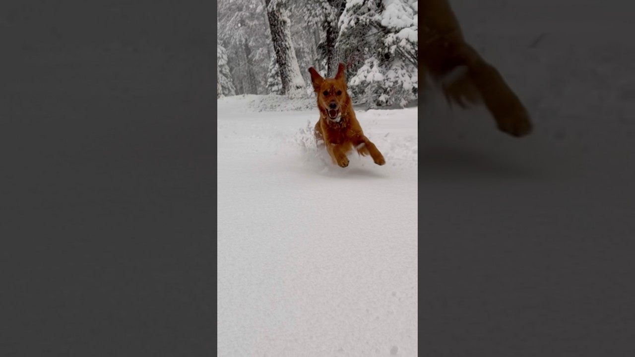 Merry Christmas from Willow! #dog #goldenretriever #snow #winter #laketahoe