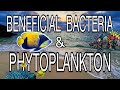 Marine setup  phytoplankton and beneficial bacteria  beginners guide in hindi 