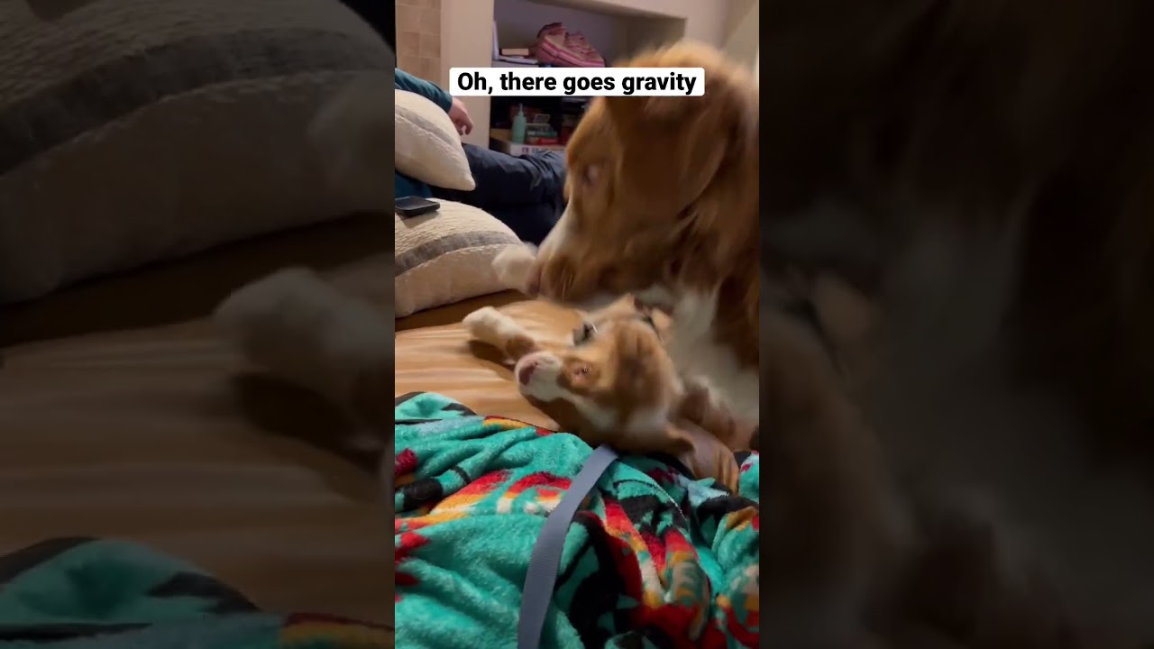 When gravity kicks in while playing on the couch 