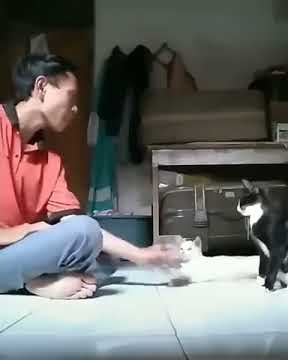 Tik Tok Mbah Dukun baca mantra ke kucing
