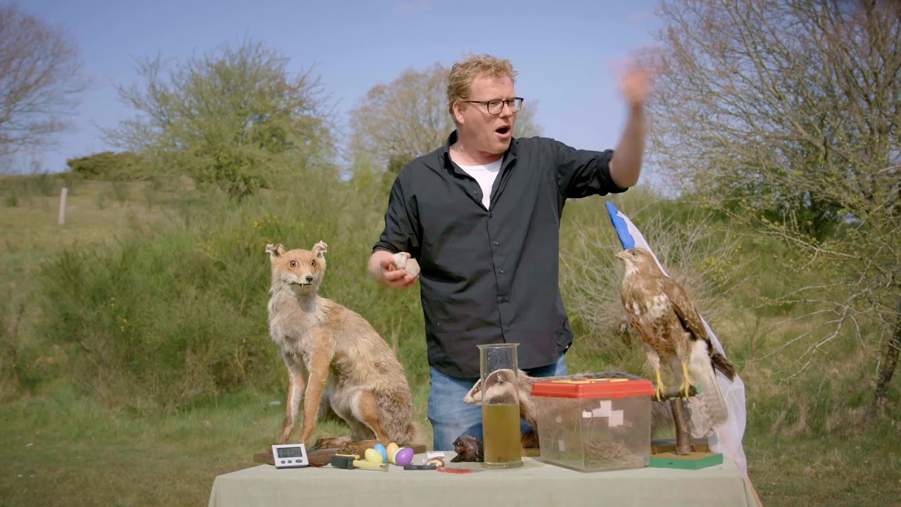 99 arter at se før du bliver voksen: LILLE VANDSALAMANDER