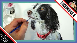 Painting Fur in Watercolor - 5 MORE Tips & Techniques (Dog Portrait)