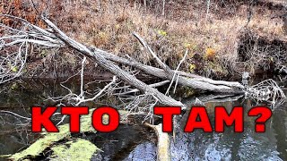 видео: Кто Живет в КОРЯГАХ ОСЕНЬЮ? Подводная съемка картинка: Кто Живет в КОРЯГАХ ОСЕНЬЮ? Подводная съемка