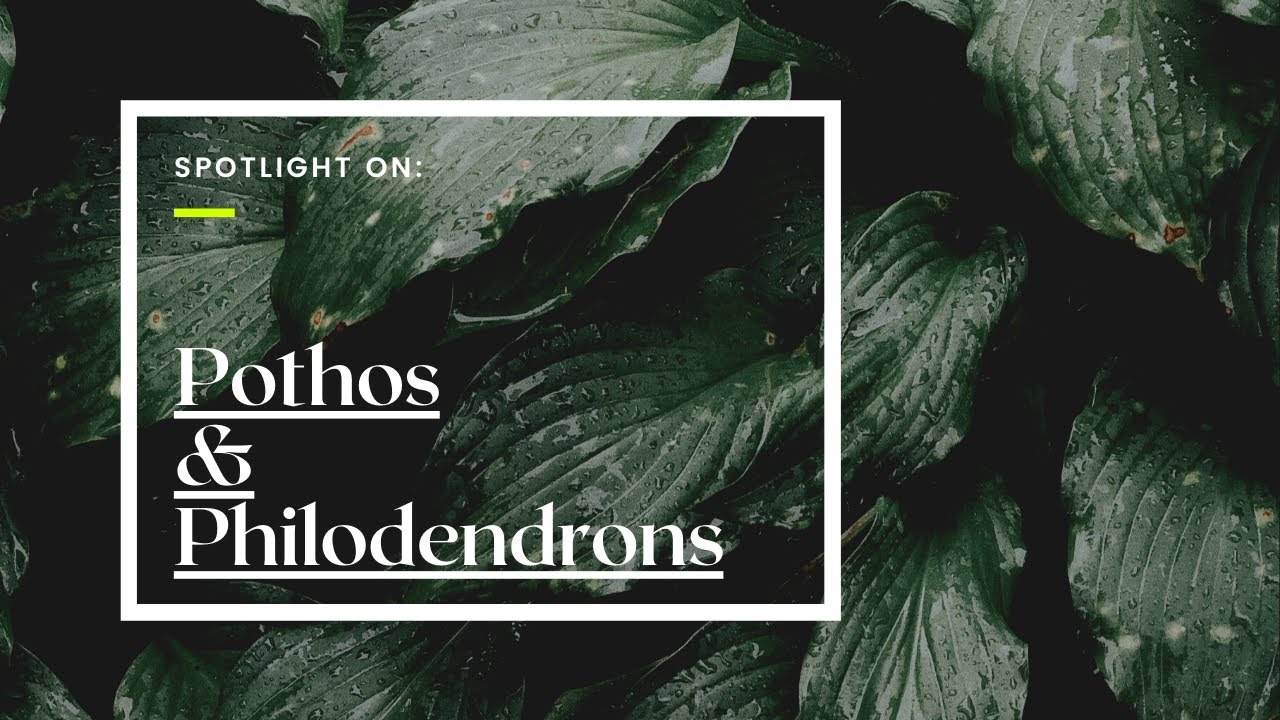 Pothos & Philodendrons Plants Bucket PH YouTube