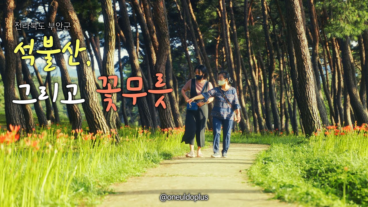 그리움의 꽃, 꽃무릇 | 2022 가을 산책 추천, 석불산 | 전라북도 부안군