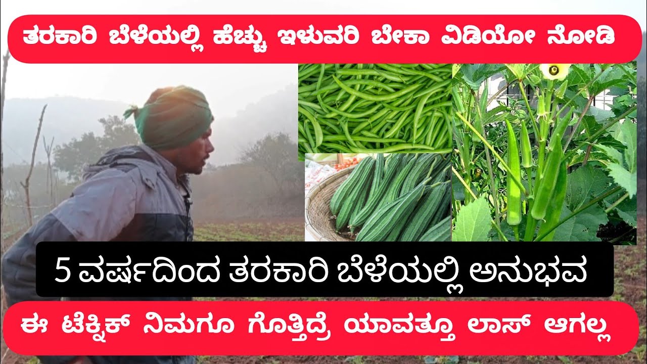 ತರಕಾರಿ ಬೆಳೆಯಲ್ಲಿ ಲಾಸ್ ಅನ್ನೋದೇ ಇಲ್ಲಾ | There is no such Things as loss in Vegetable farming 