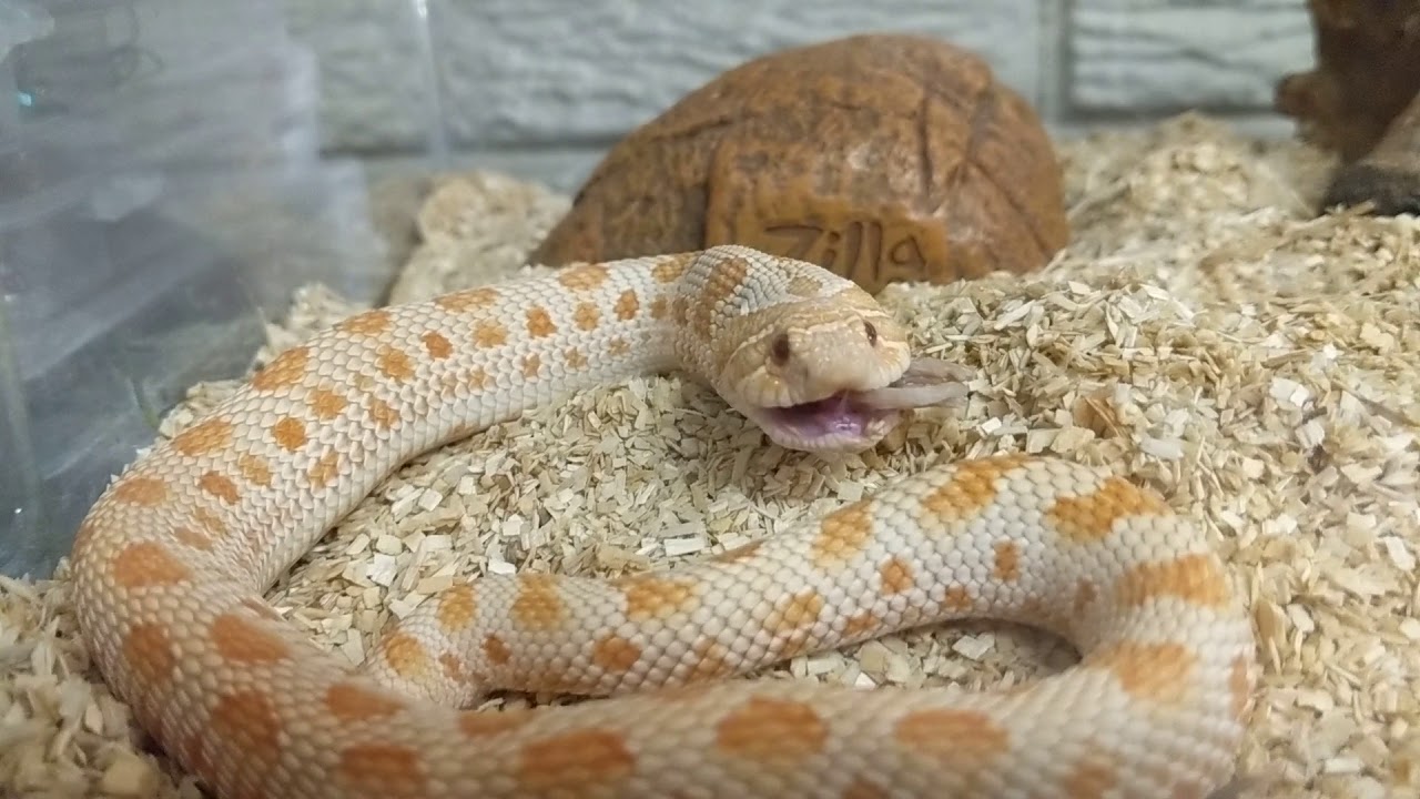 camera iphone 8 plus apk Western Hognose Frozen Feeding Close up