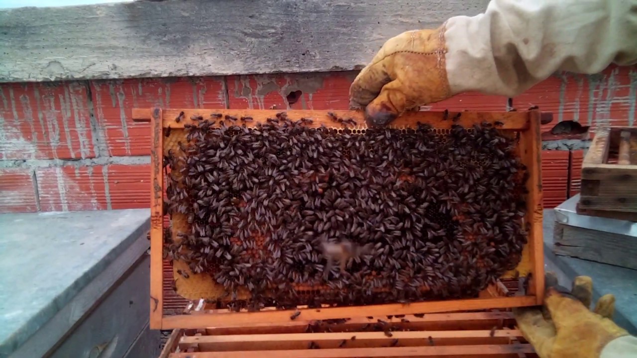 شاهدوا ضخامة حجم الحضنة في نظام ابو سلمان في شهر 12 / تربية النحل في بومرداس الجزائر