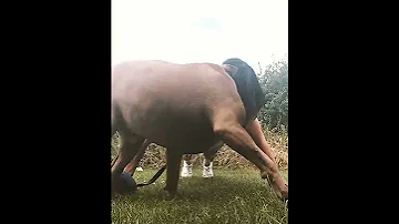 My 22 Push Up Challenge Day One Funny Dog 