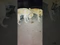 Training base between dog activities# 34