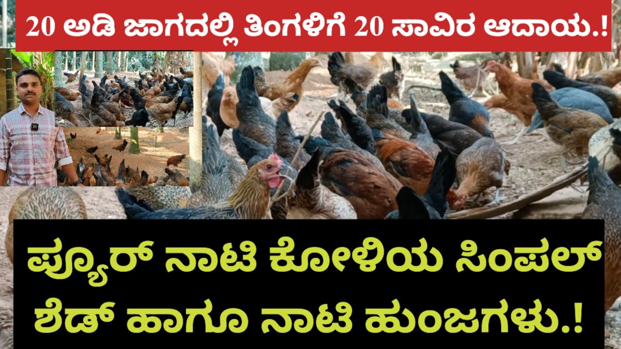 20 ಅಡಿ ಜಾಗದಲ್ಲಿ ತಿಂಗಳಿಗೆ 20 ಸಾವಿರಾ ಆದಾಯ.! ಪ್ಯೂರ್ ನಾಟಿ ಕೋಳಿಯ ಸಿಂಪಲ್ ಶೆಡ್ ಹಾಗೂ ನಾಟಿ ಹುಂಜಗಳು.!