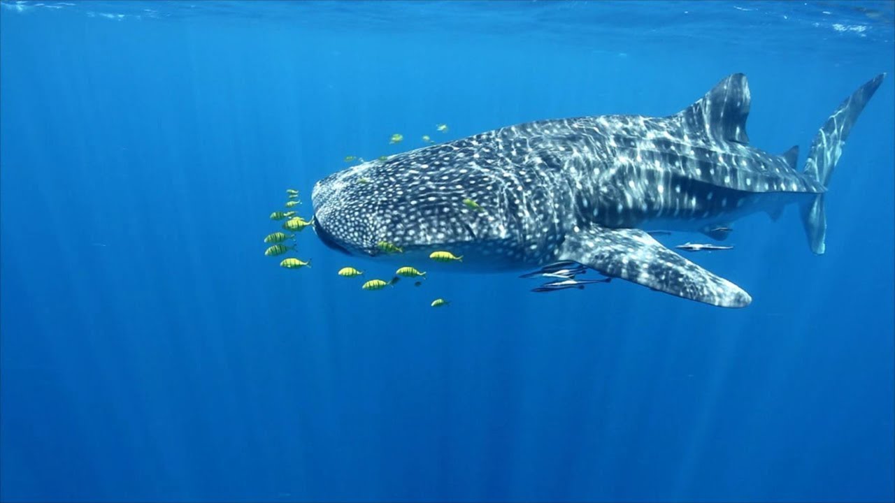 Les richesses du lagon mahorais