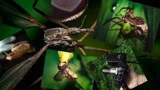 видео: macro ( собрал макро объектив из Индустар 61ЛД) картинка: macro ( собрал макро объектив из Индустар 61ЛД)