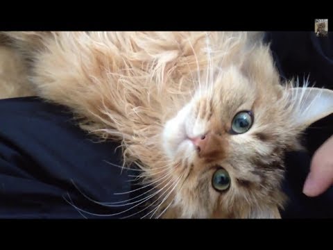 ねこのて ひざまくらが大好きな猫 friendly cat