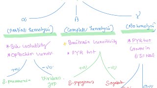 Staphylococcus vs Streptococcus || easy way to remember Staphylococcus Vs Streptococcus 5 Major Differences To Memorize