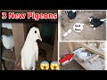 My 3 new pigeons ka shok kr lo  by pigeon mela