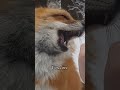 Fox core. 🦊🦊
