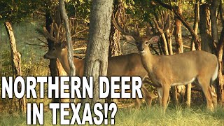 Texas “Northern” Deer at High, Wide & Heavy Whitetails! | Deer Farming