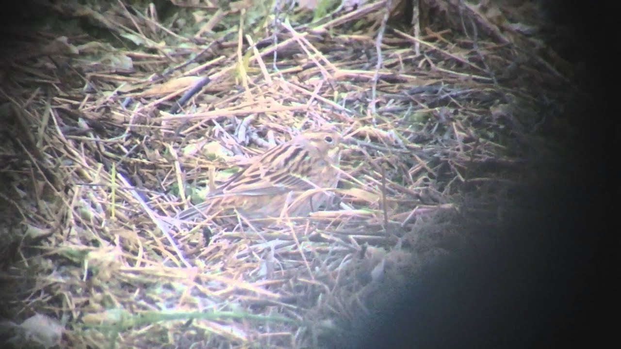 Pine Bunting - Emberiza leucocephalos - Schor Wilhelminapolder