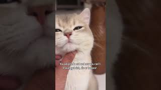 I adopted a British shorthair cat.