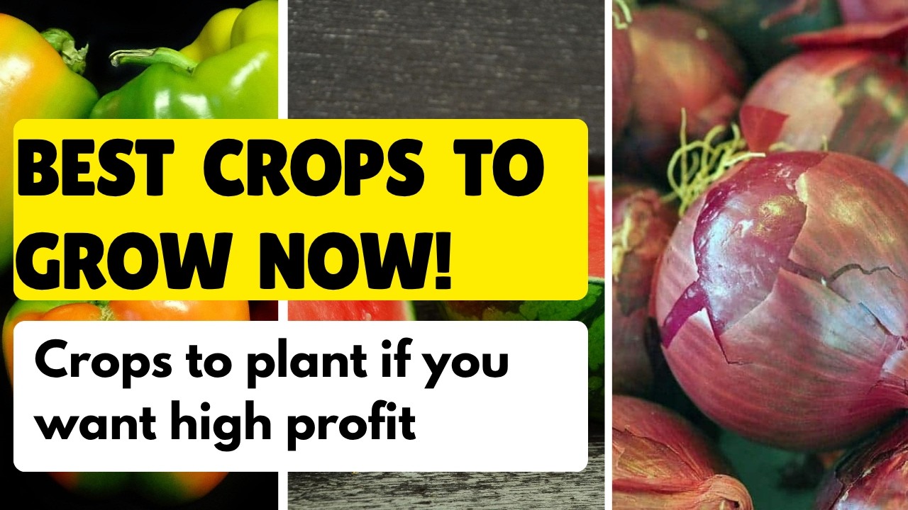 The Best Crops to Grow Now! - YouTube