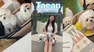 태안(안면도)1박2일 Vlog💙🤍 /태안 반려견 동반여행/태안애견동반/나인독스/트레블브레이크커피/낙지한마리칼국수/안면도여행/태안애견동반추천